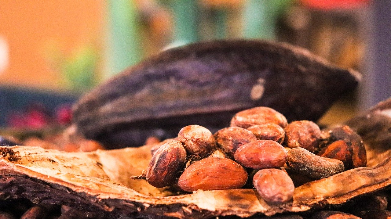 カカオ　cacao